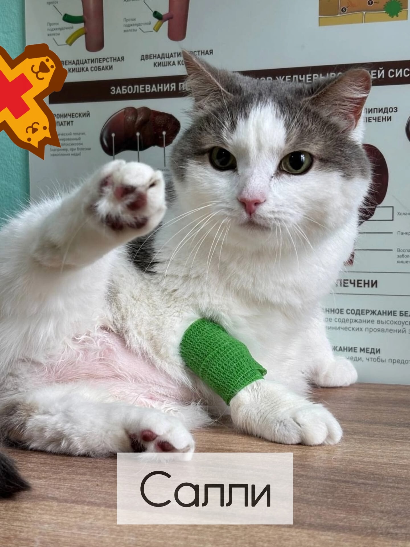 Анализ крови = 9 жизней! Наша умничка Салли ежегодно проходит на сдачу биохимического ана…