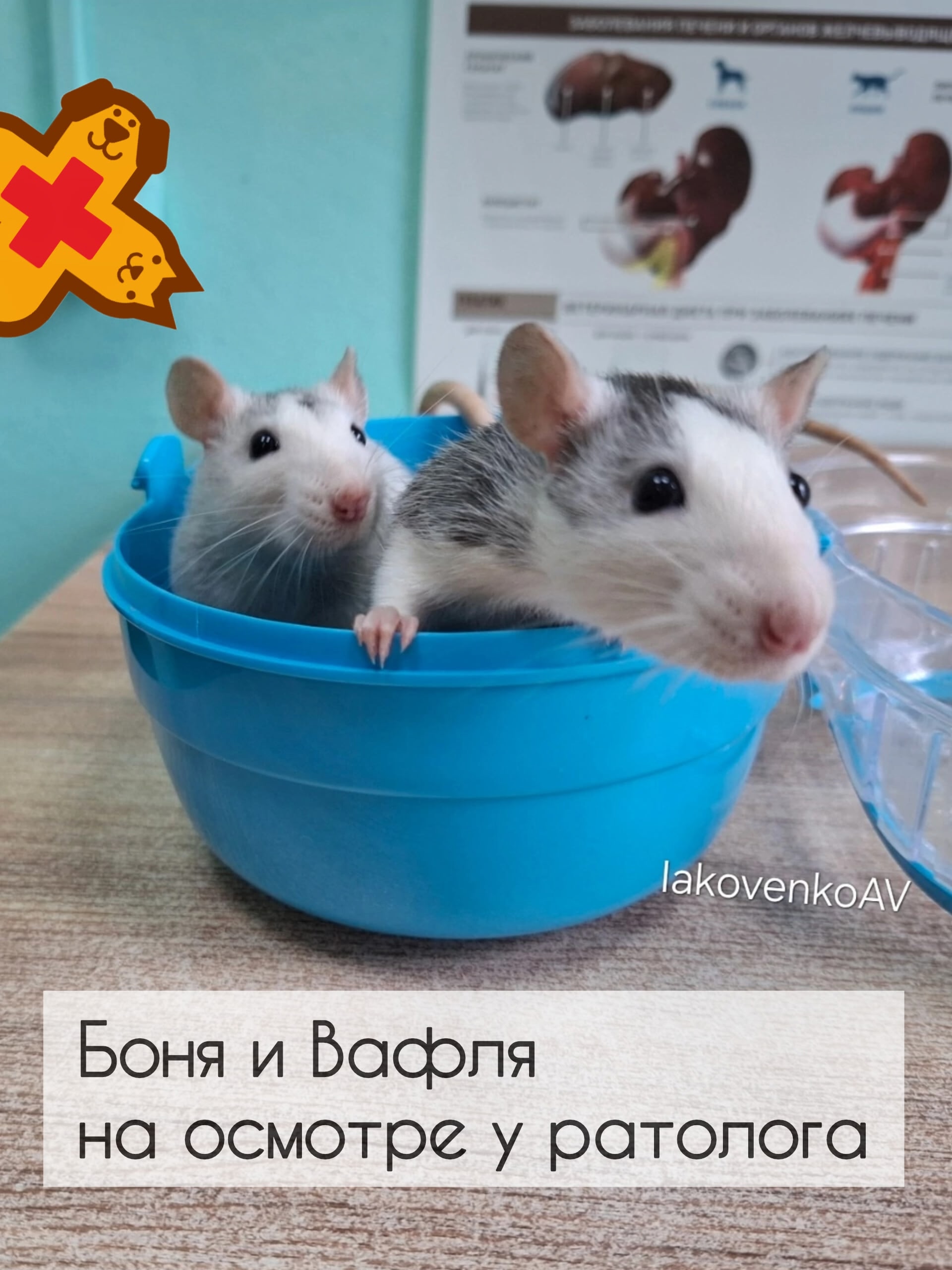 🐀 Боня и Вафля на осмотре у ратолога 🩺