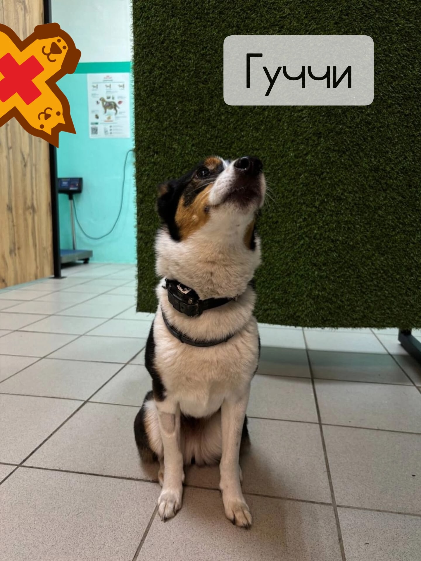 🐾 Гуччи: осмотр после стерилизации — всё идеально!