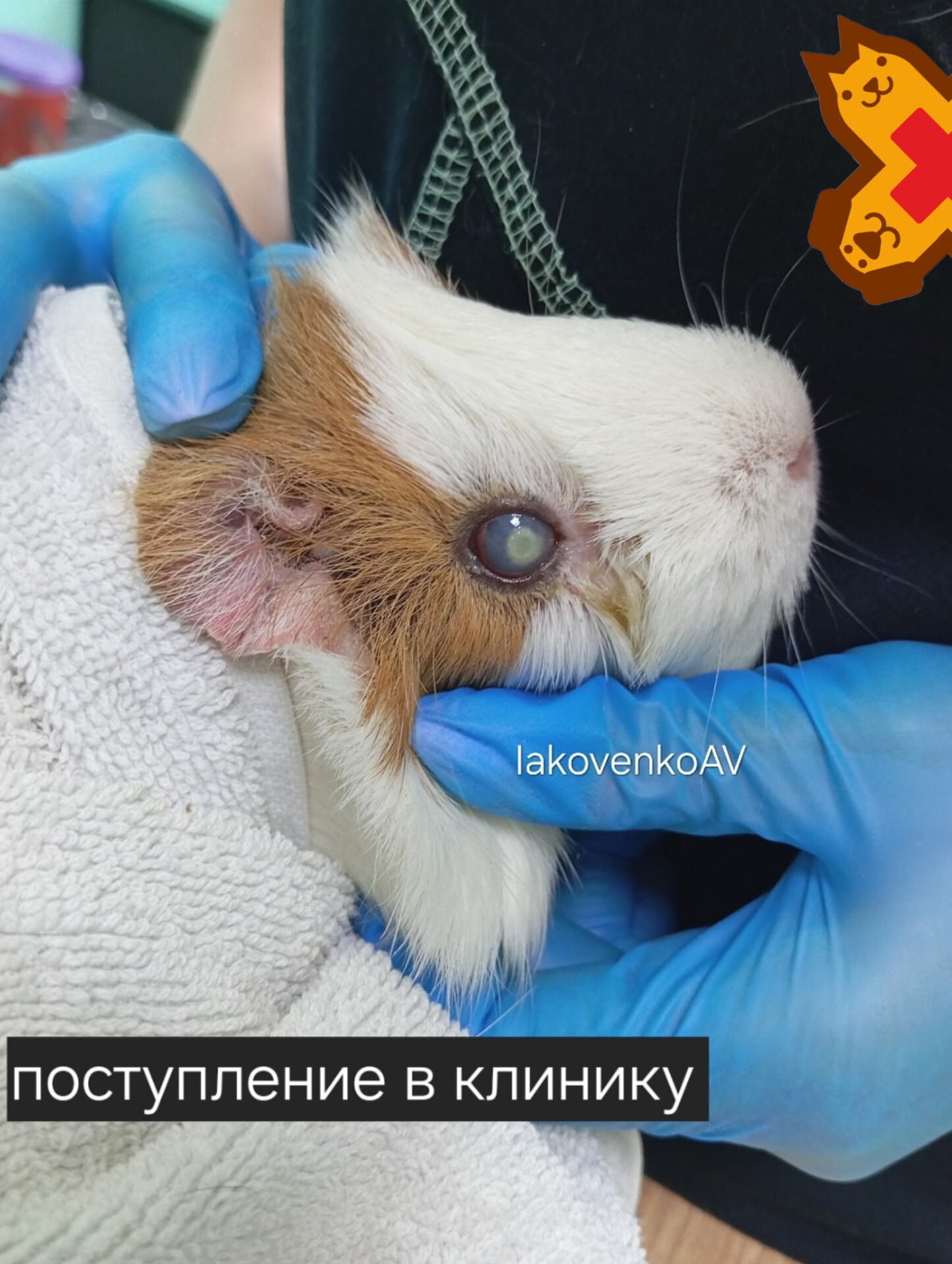 История Жужи: как мы помогли морской свинке восстановить зрение 👁️