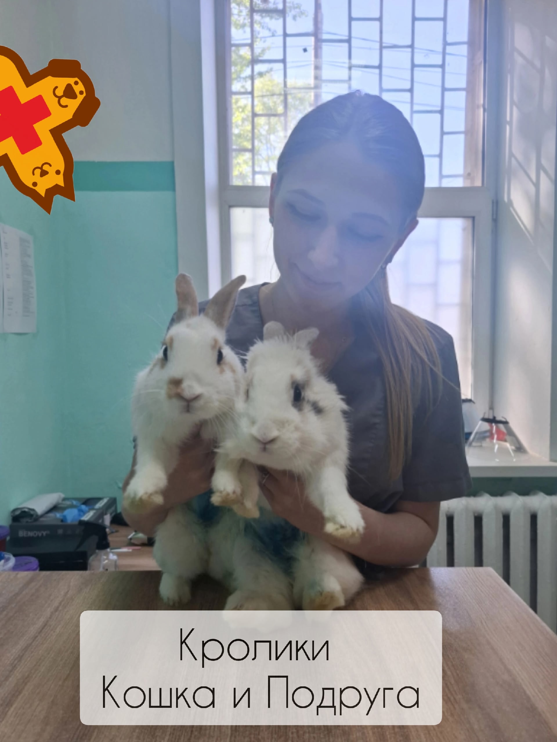 🐰 Кошка и Подруга: новые спокойные жизни после стерилизации! Наши пушистые красавицы отли…