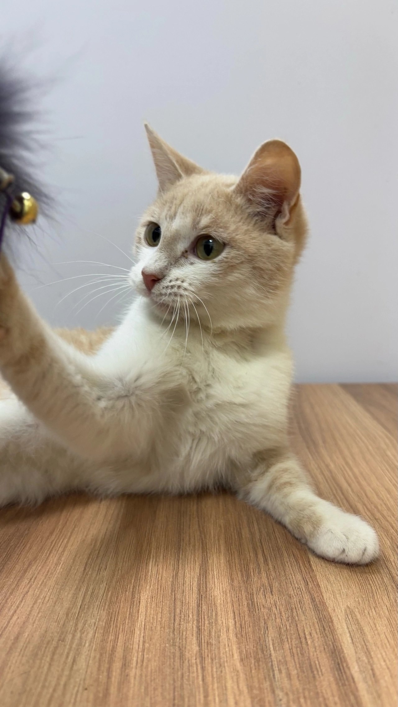 КОТЯТА ИЩУТ ДОМ!!!