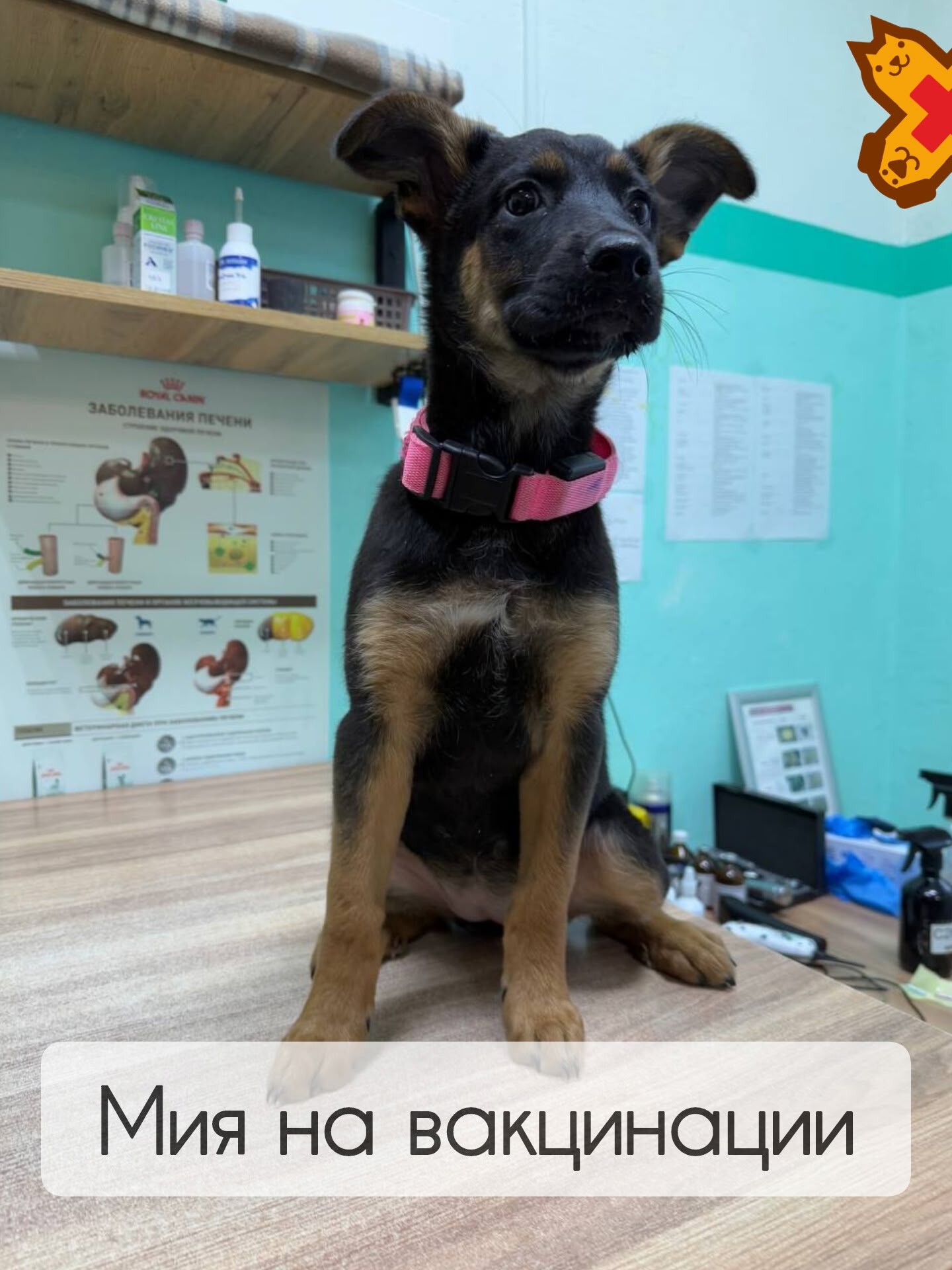Мия привита и счастлива! 🐶💉