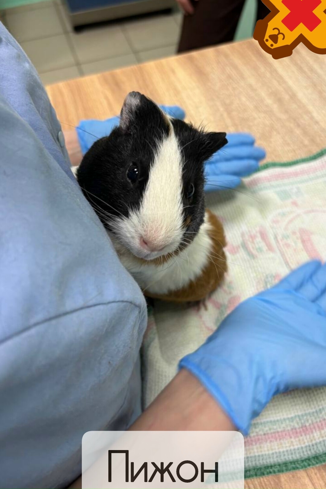 Морская свинка Пижон пришел на контрольный прием🐹 Недавно наш маленький пациент, морская …