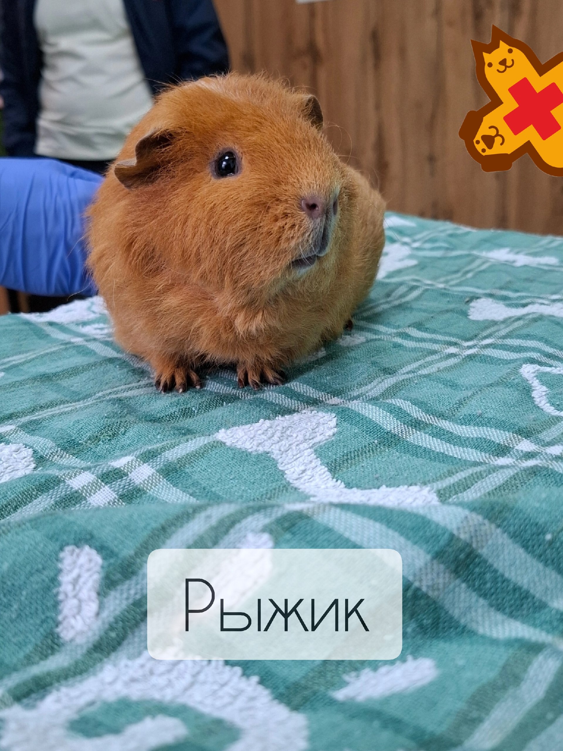 🐹 Морская свинка Рыжик на плановом осмотре: почему это важно?