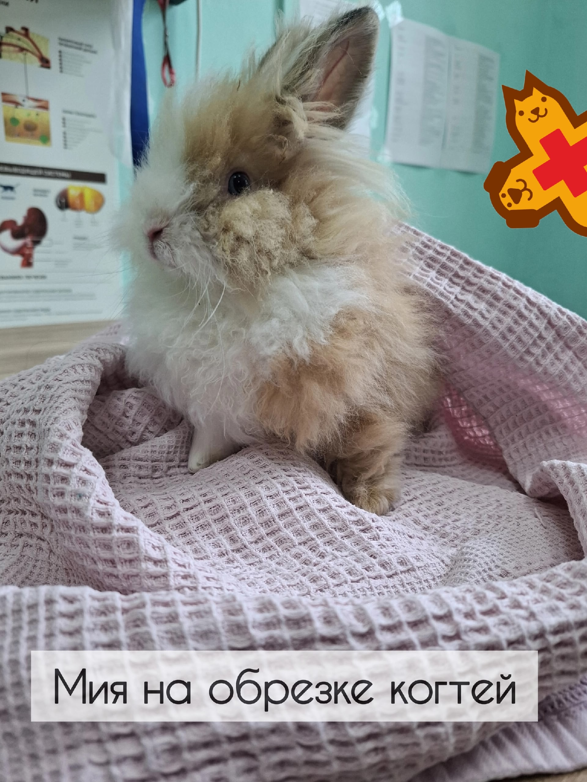 🐇 Пушной кролик Мия пришла на стрижку когтей ✂️ Стрижка когтей у кроликов — важная процед…