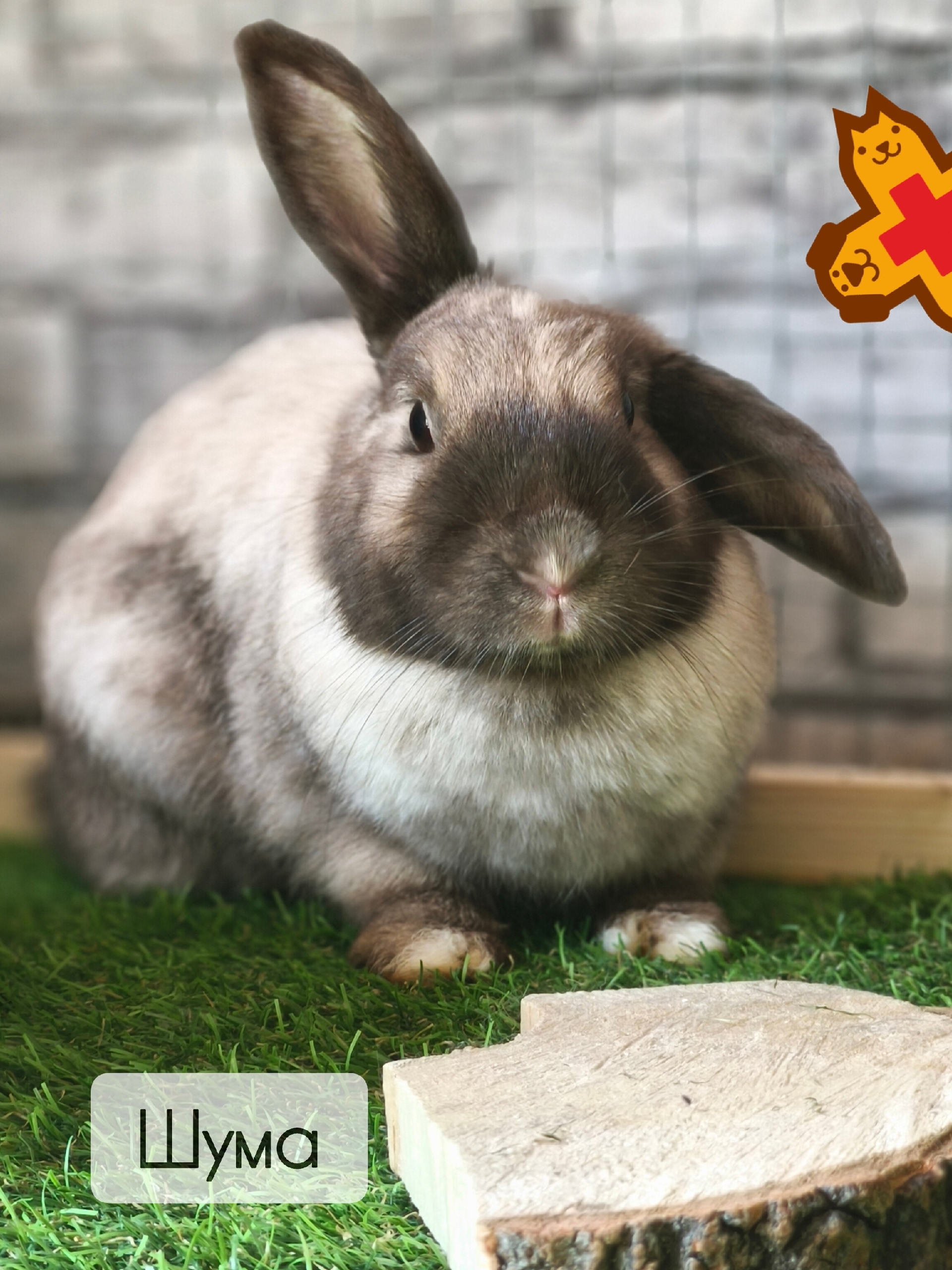 Сезон клещей! Не только собаки и кошки в зоне риска 🐰😟 К нам на первичный осмотр поступил…
