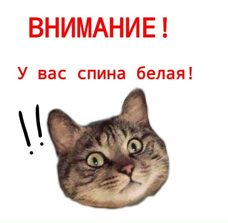 У нас в клинике сегодня особенные правила: 🐱 Все коты обязаны мурлыкать строго по нотам 🐕…