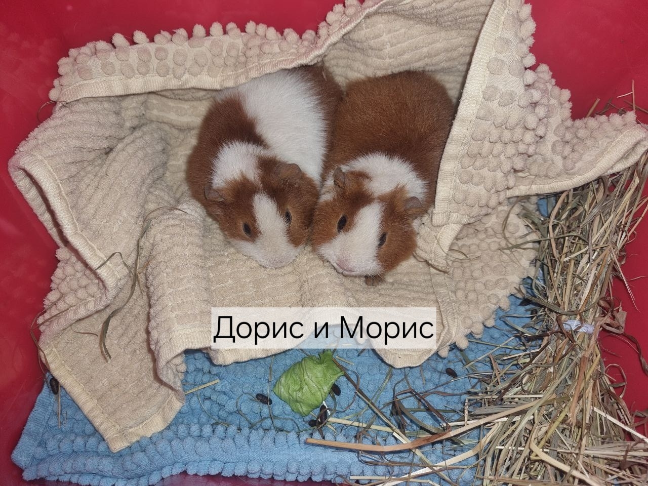 🌟В декабре к нам в клинику приезжала яркая «рыжая банда» морских свинок из Чусового! 🌟