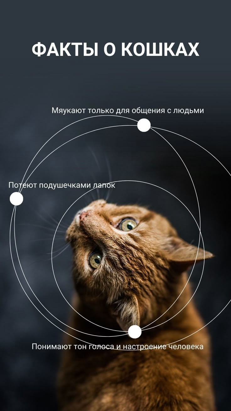 🌼 Здоровья Вам и Вашим питомцам! 🐱💕